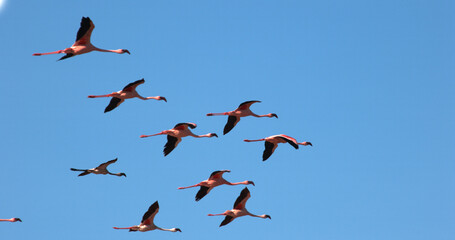 Obraz premium Lesser Flamingo, phoenicopterus minor, Group in Flight, Taking off from Water, Colony at Bogoria Lake in Kenya
