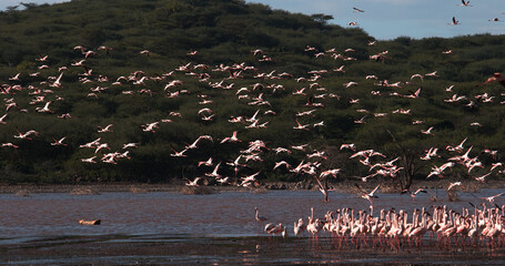 Lesser Flamingo, phoenicopterus minor, Group in Flight, Taking off from Water, Colony at Bogoria Lake in Kenya