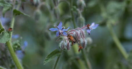 European Honey Bee, apis mellifera, Bee foraging a borage Flower, Insect in Flight, Pollination Act, Normandy