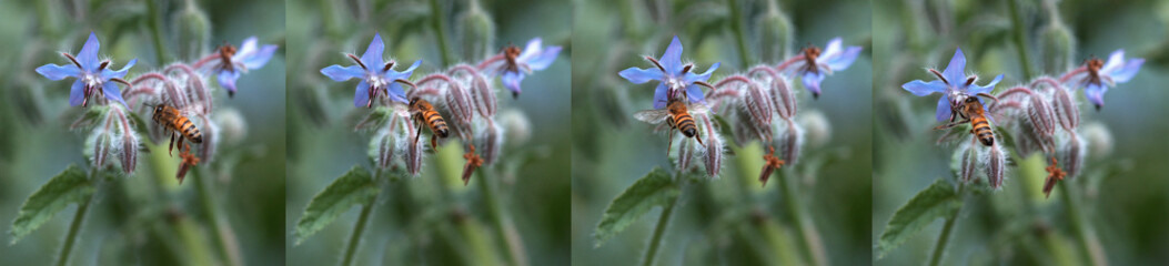 Fototapete bei efototapeten.de bestellen   