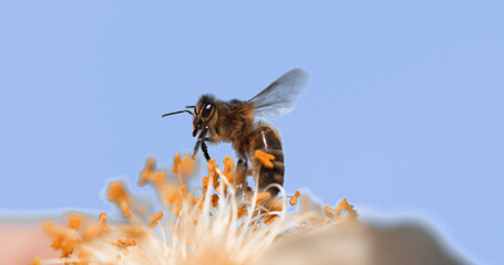 |European Honey Bee, apis mellifera, Bee in Flight, Foraging Flower, Pollinisation Act, Normandy