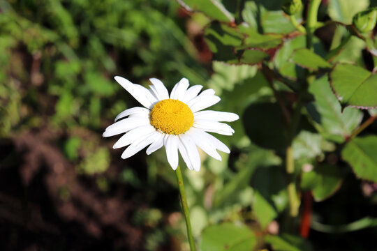 Chamomile flower in a summer garden on a green background, horizontal photo - close-up, top view