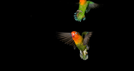 Fischer's Lovebird, agapornis fischeri, Pair standing on Branch, taking off, in flight