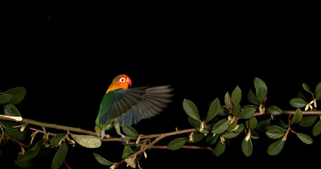 Fischer's Lovebird, agapornis fischeri, Adult standing on Branch, taking off, in flight