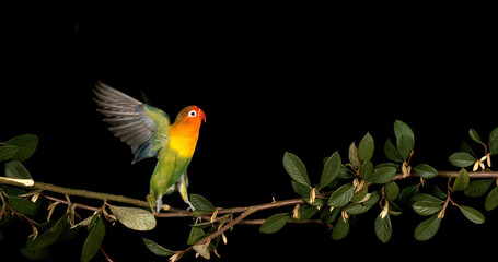 Fischer's Lovebird, agapornis fischeri, Adult standing on Branch, taking off, in flight