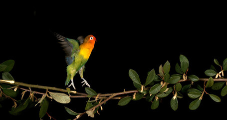 Fischer's Lovebird, agapornis fischeri, Adult standing on Branch, taking off, in flight