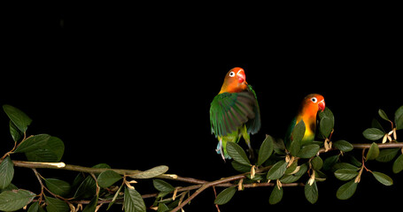 Fischer's Lovebird, agapornis fischeri, Pair standing on Branch, taking off, in flight