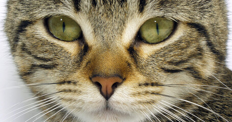 Brown Tabby Domestic Cat, Portrait of A Pussy On White Background, Close up of Eyes