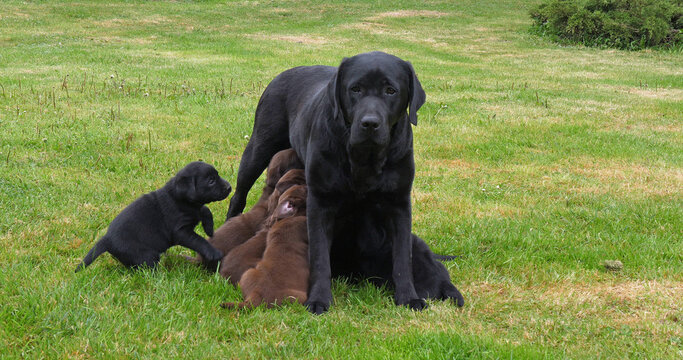Black Labrador Retriever Bitch That Feeds Black and Brown Puppies, Normandy in France