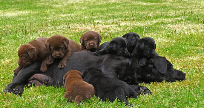 Black Labrador Retriever Bitch and Black and Brown Puppies on the Lawn, Normandy