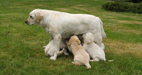 Yellow Labrador Retriever Bitch That Feeds Puppies, Suckling , Normandy in France