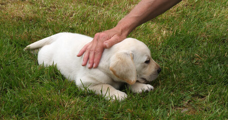 Yellow Labrador Retriever, Puppy Playing with his Mistress on the Lawn, Normandy in France