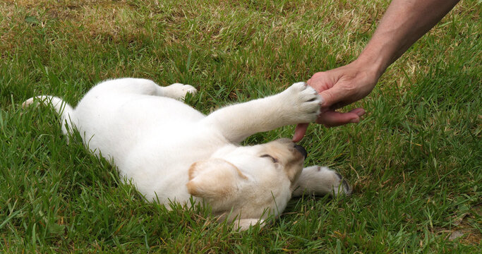 Yellow Labrador Retriever, Puppy Playing with his Mistress on the Lawn, Normandy in France