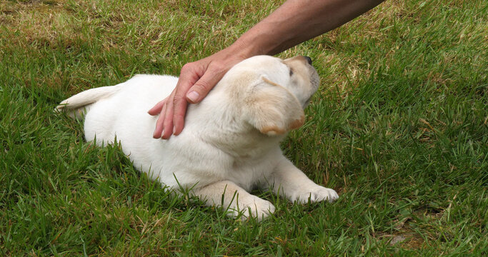 Yellow Labrador Retriever, Puppy Playing with his Mistress on the Lawn, Normandy in France