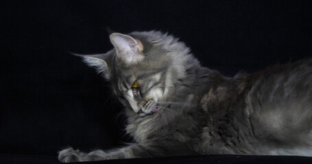 Blue Blotched Tabby Maine Coon Domestic Cat, Female laying against Black Background, Normandy in France