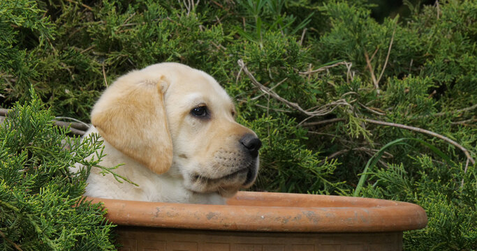 Yellow Labrador Retriever, Puppy Playing in a Flowerpot, Normandy