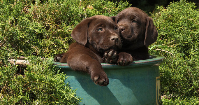 Brown Labrador Retriever, Puppies Playing in a Flowerpot, Normandy