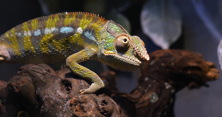 Panther Chameleon, furcifer pardalis, Adult standing on Branch, Madagascar
