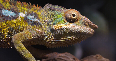 Panther Chameleon, furcifer pardalis, Adult standing on Branch, Madagascar