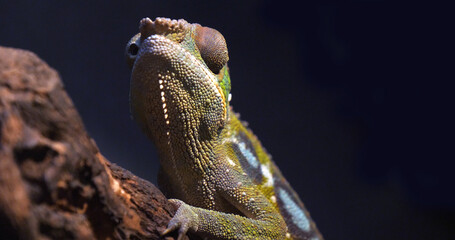 Panther Chameleon, furcifer pardalis, Adult standing on Branch, Madagascar