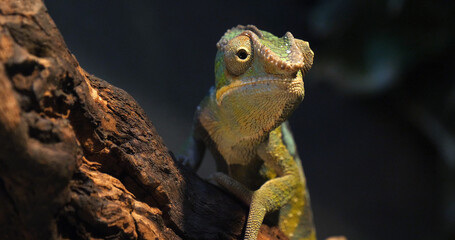 Panther Chameleon, furcifer pardalis, Adult standing on Branch, Madagascar