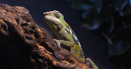 Panther Chameleon, furcifer pardalis, Adult standing on Branch, Madagascar