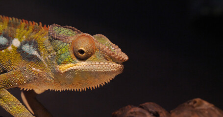 Panther Chameleon, furcifer pardalis, Adult standing on Branch, Madagascar