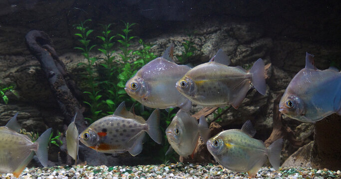 Spotted Silver Dollar, metynnis maculatus, Freshwater Aquarium Fishes