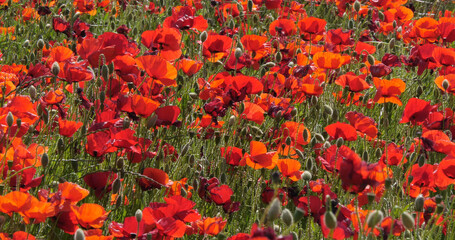 Poppies field, papaver rhoeas, in bloom, near Sibenik in Croatia