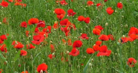 Poppies field, papaver rhoeas, in bloom, near Sibenik in Croatia