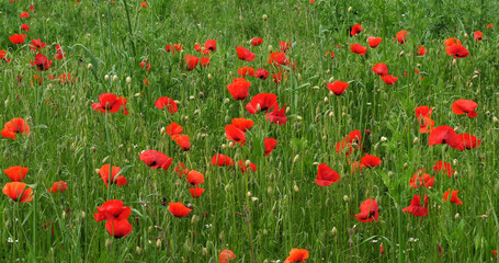 Poppies field, papaver rhoeas, in bloom, near Sibenik in Croatia