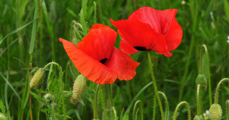 Naklejka premium Poppies field, papaver rhoeas, in bloom, near Sibenik in Croatia