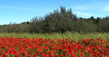 Poppies field, papaver rhoeas, in bloom, near Sibenik in Croatia