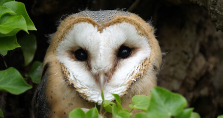 Barn Owl, tyto alba, Portrait of Immature Looking around, Normandy in France