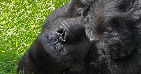 Eastern Lowland Gorilla, gorilla gorilla graueri, Silverback Male Laying down on Grass