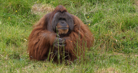 Orang Utan, pongo pygmaeus, Male Sitting on Grass