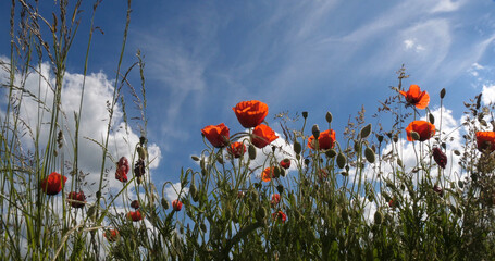 Poppies field, papaver rhoeas, in bloom, Blue Sky, Normandy in France