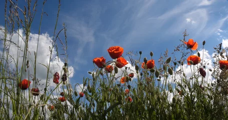Gordijnen Poppies field, papaver rhoeas, in bloom, Blue Sky, Normandy in France © slowmotiongli