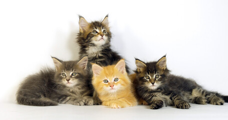 Blue Blotched Tabby, Brown Tortie Blotched Tabby, Cream Blotched Tabby and Brown blotched Tabby, Maine Coon, Domestic Cat, Kittens against White Background, Normandy in France