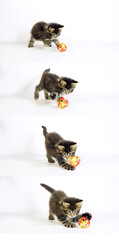Brown Blotched Tabby Maine Coon Domestic Cat, Kitten playing against White Background, Normandy in France