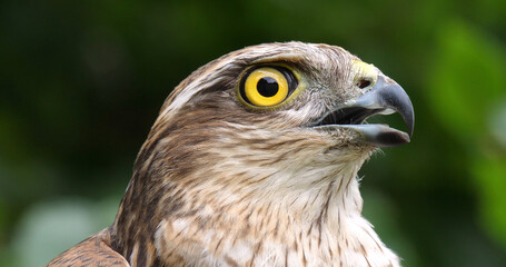 European Sparrowhawk, accipiter nisus, Portrait of Adult, Normandy