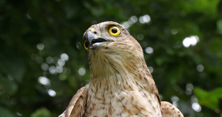 European Sparrowhawk, accipiter nisus, Portrait of Adult, Normandy