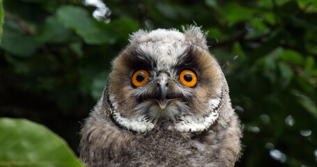 Long Eared Owl, asio otus, Portrait of Adult, Normandy in France