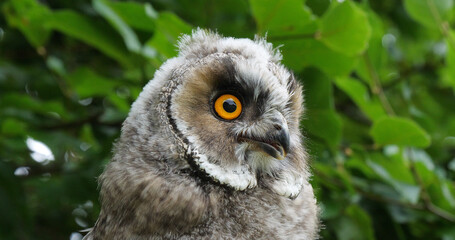 Long Eared Owl, asio otus, Portrait of Adult, Normandy in France