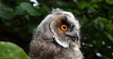 Long Eared Owl, asio otus, Portrait of Adult, Normandy in France