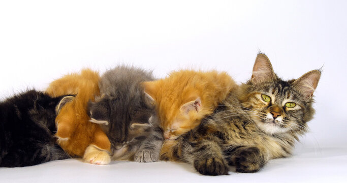 Brown Tortie Blotched Tabby, blue Blotched Tabby and Cream Blotched tabby and Brown Blotched Tabby Maine Coon, Domestic Cat, Female and Kitten Suckling against White Background, Normandy in France