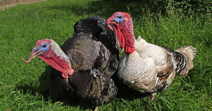 Royal Turkey, Males calling, Normandy in France