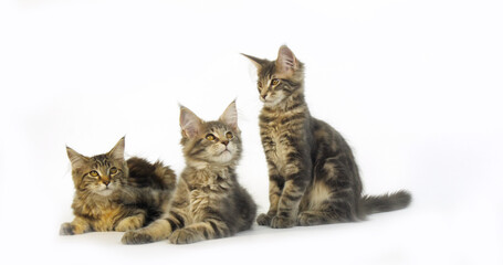 Blue Blotched Tabby and Brown Tortie Blotched Tabby Maine Coon, Domestic Cat, Kittens against White Background, Normandy in France