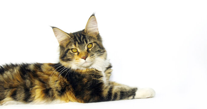 Brown Tortie Blotched Tabby and White Maine Coon Domestic Cat, Female laying against White Background, Normandy in France
