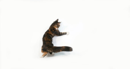 Brown Tortie Blotched Tabby and White Maine Coon Domestic Cat, Female playing against White Background, Normandy in France